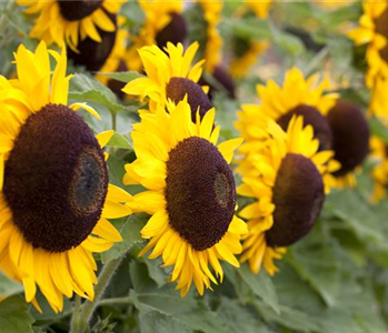 DIE TOP 8 DER HERBSTBLUMEN