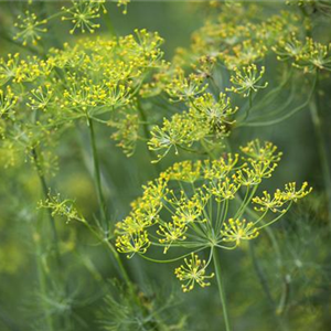 WAS WÄRE DER KRÄUTERGARTEN OHNE FRISCHE KRÄUTER?