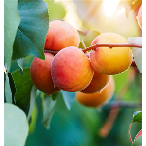 OBSTGARTEN FÜR KINDER