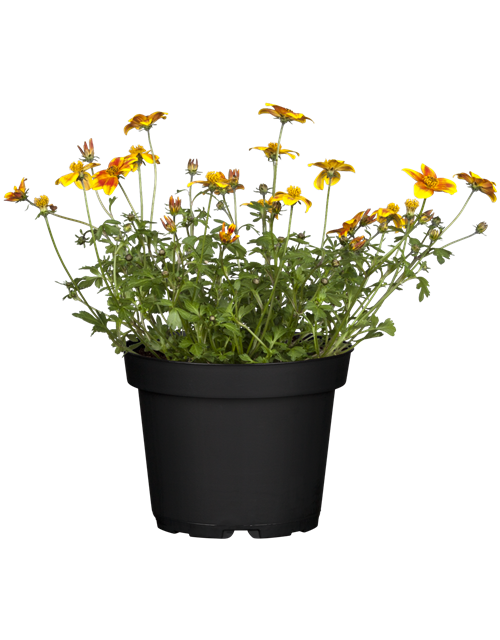 Bidens feruifolia T12 - MAUCH QUALITäT