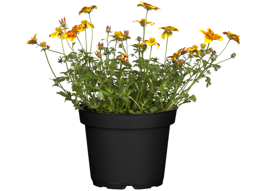 Bidens feruifolia T12 - MAUCH QUALITäT