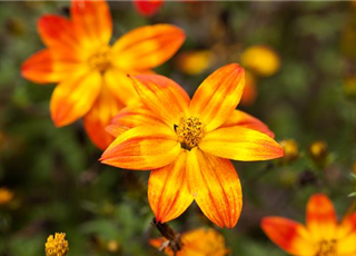 Bidens feruifolia T12 - MAUCH QUALITäT