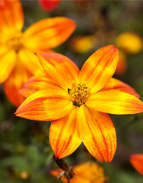 Bidens feruifolia T12 - MAUCH QUALITäT