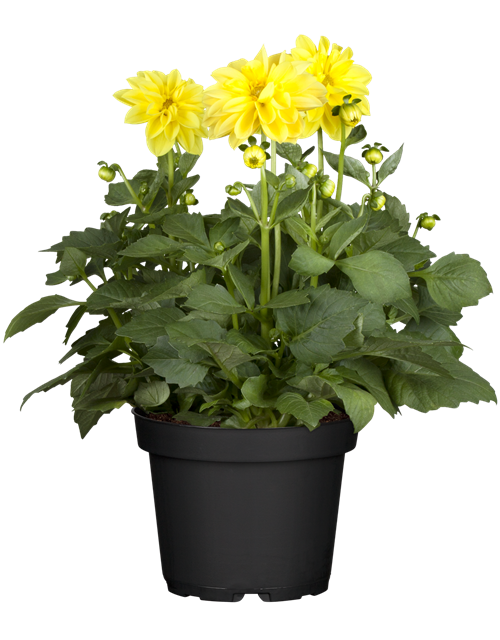 Dahlia hybrida T11 - MAUCH QUALITäT