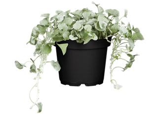 Dichondra argentea T11 - MAUCH QUALITäT