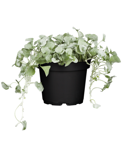 Dichondra argentea T11 - MAUCH QUALITäT