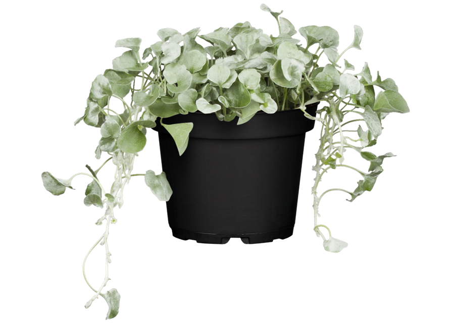 Dichondra argentea T11 - MAUCH QUALITäT