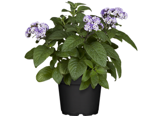 Heliotrop arborescens T12 - MAUCH QUALITäT