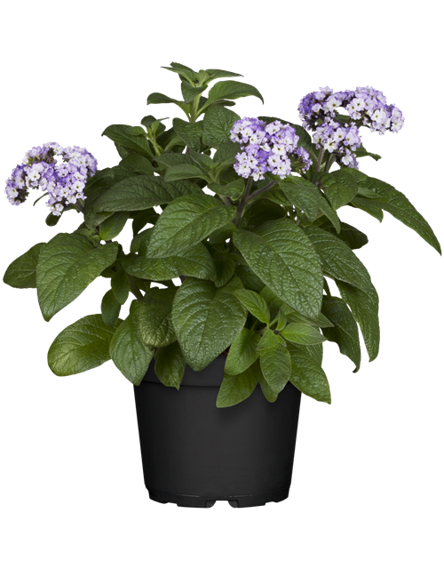 Heliotrop arborescens T12 - MAUCH QUALITäT