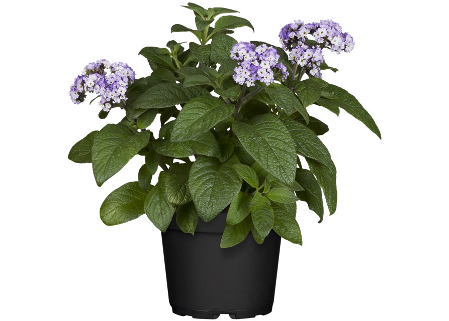 Heliotrop arborescens T12 - MAUCH QUALITäT