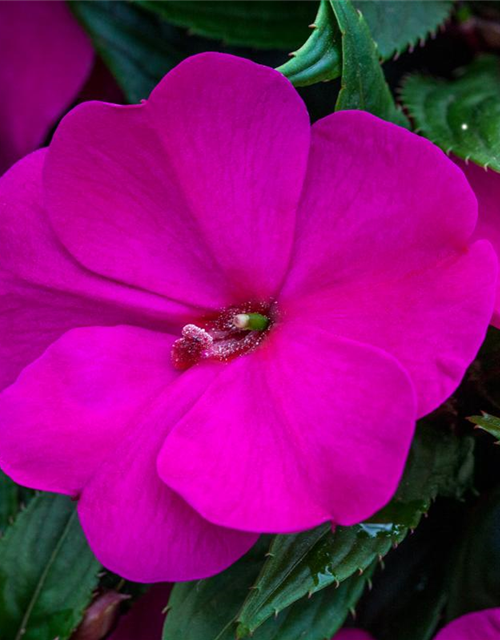 Impatiens Neuguinea T12 - MAUCH QUALITäT