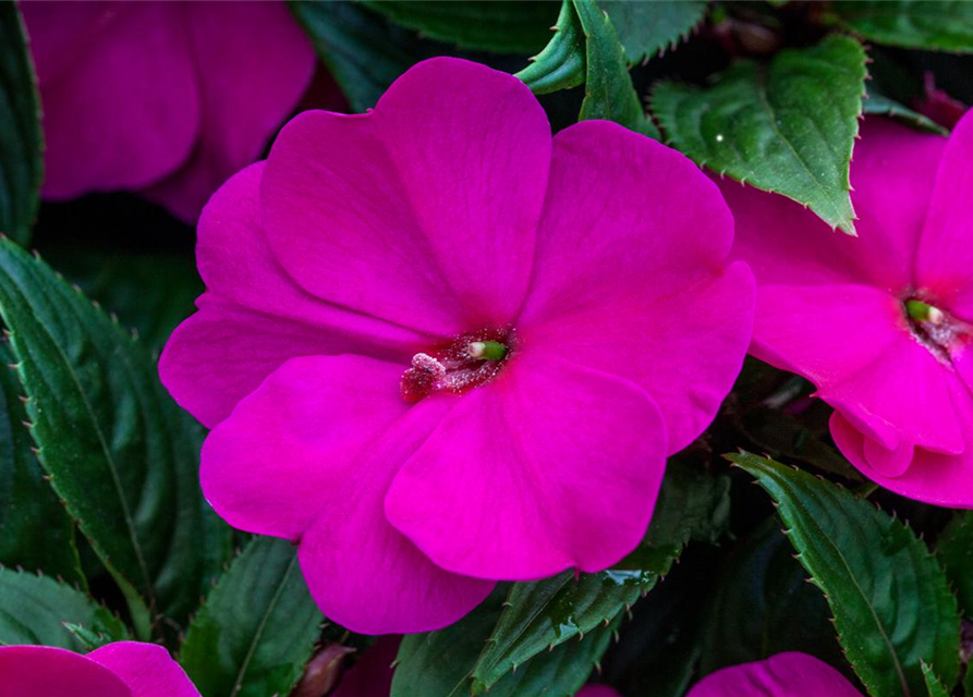 Impatiens Neuguinea T12 - MAUCH QUALITäT