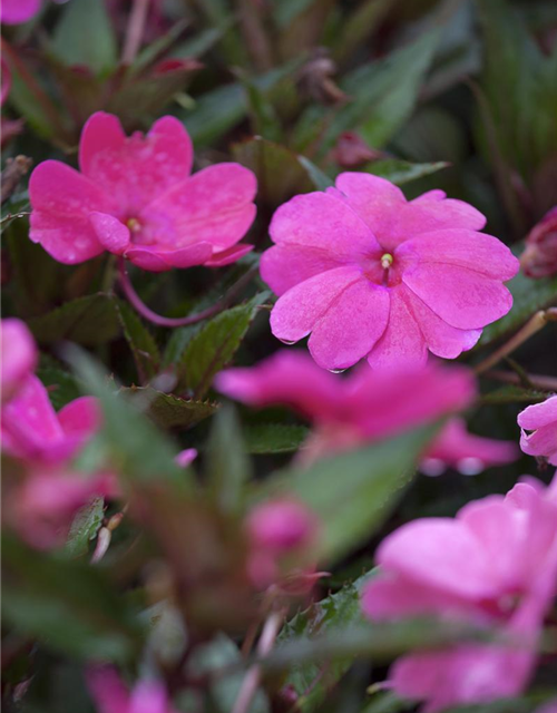 Impatiens Neuguinea T12 - MAUCH QUALITäT