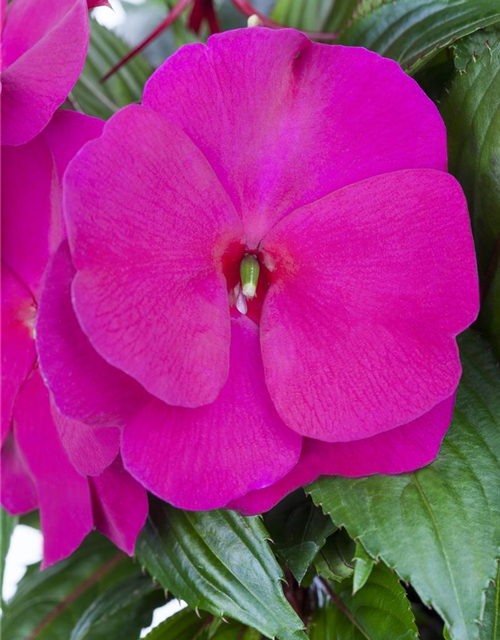 Impatiens Neuguinea T12 - MAUCH QUALITäT