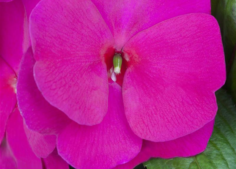 Impatiens Neuguinea T12 - MAUCH QUALITäT