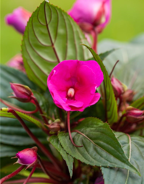 Impatiens Neuguinea T12 - MAUCH QUALITäT