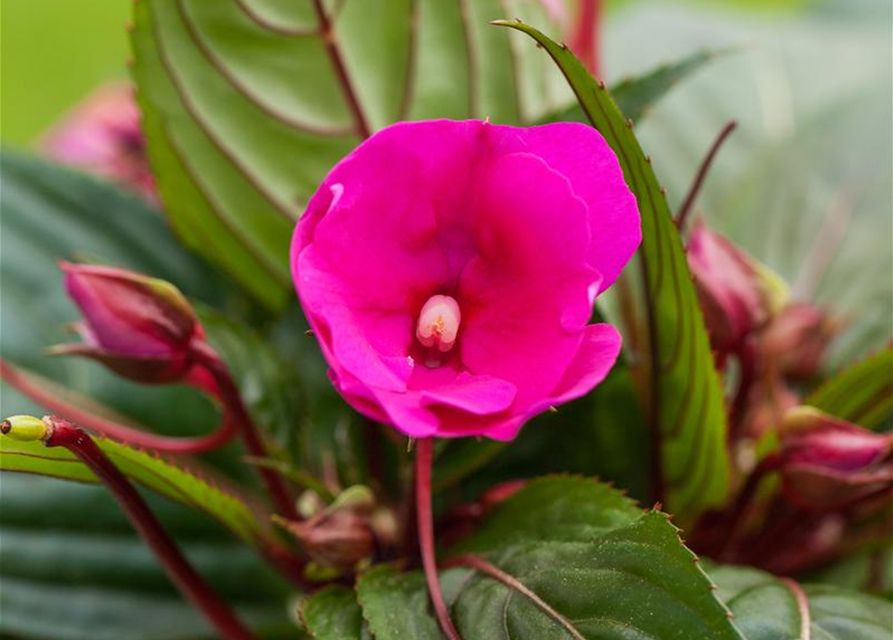 Impatiens Neuguinea T12 - MAUCH QUALITäT