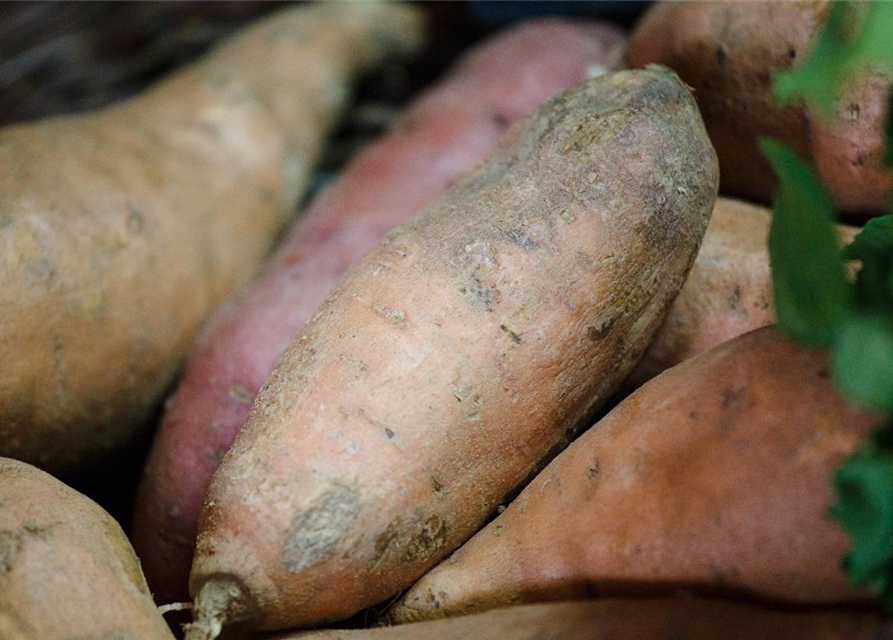 Ipomoea batatas T12 - MAUCH QUALITäT