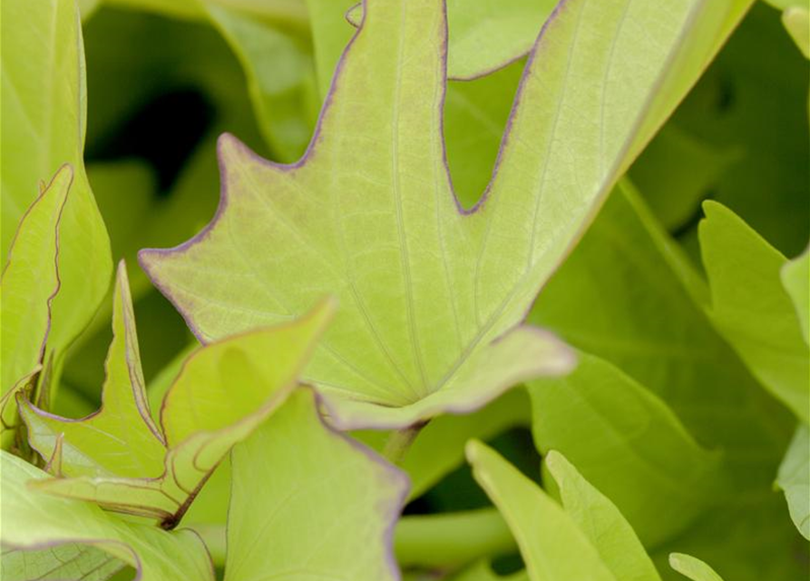 Ipomoea batatas T12 - MAUCH QUALITäT