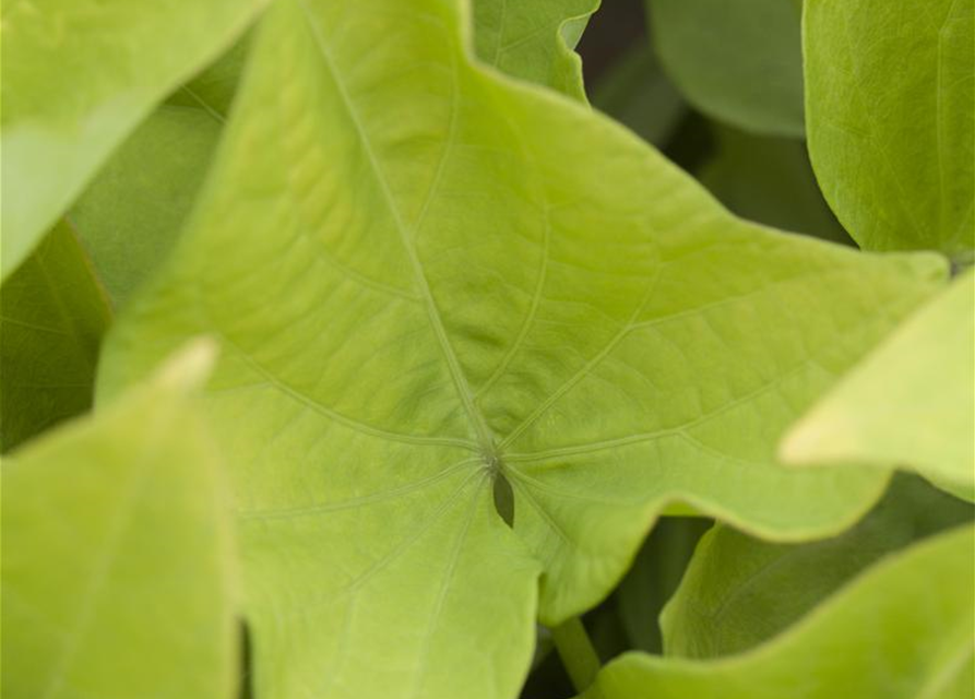 Ipomoea batatas T12 - MAUCH QUALITäT