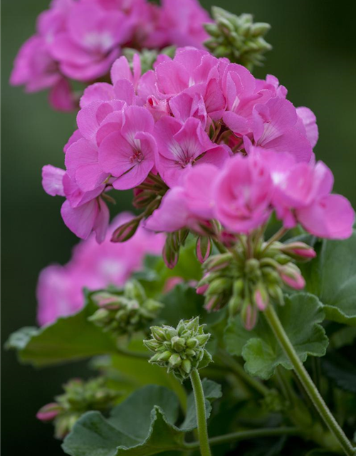 Pelargonium zonale T12 - MAUCH QUALITäT