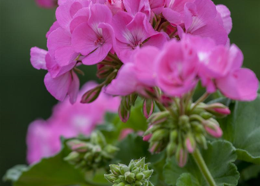 Pelargonium zonale T12 - MAUCH QUALITäT