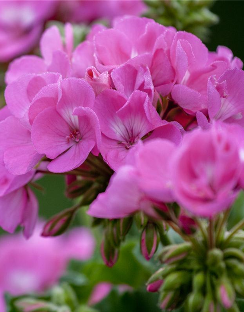 Pelargonium zonale T12 - MAUCH QUALITäT