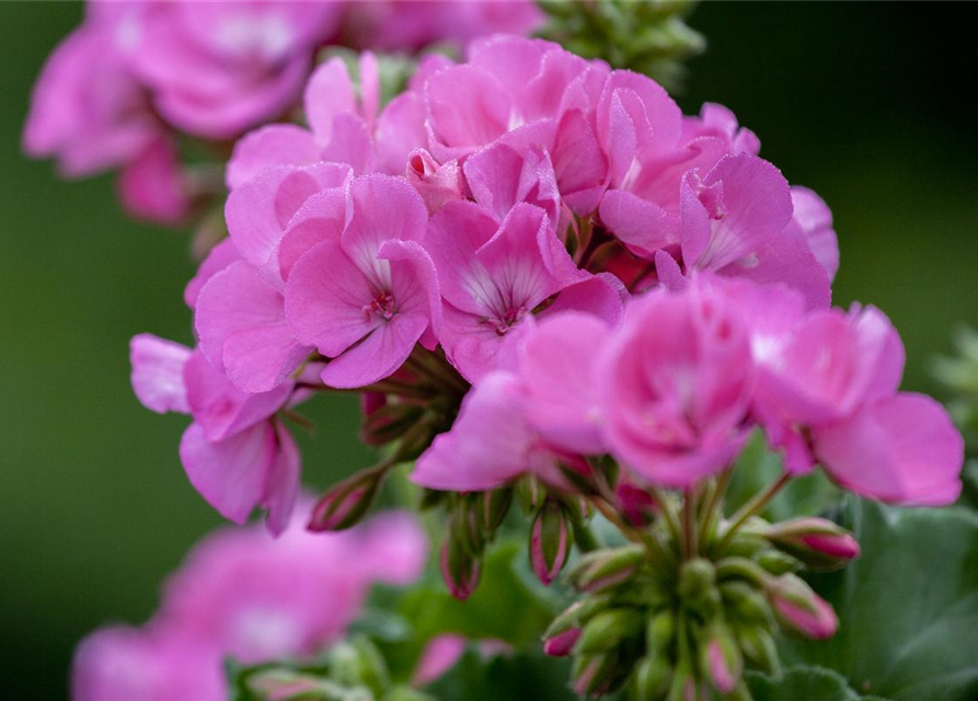 Pelargonium zonale T12 - MAUCH QUALITäT