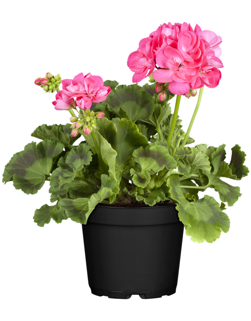 Pelargonium zonale T12 - MAUCH QUALITäT