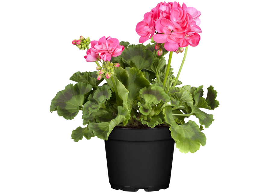 Pelargonium zonale T12 - MAUCH QUALITäT