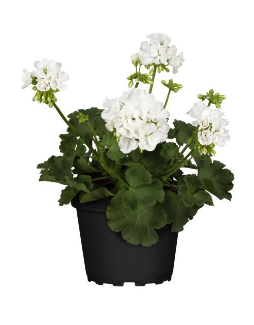 Pelargonium zonale T12 - MAUCH QUALITäT