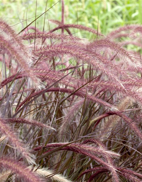 Pennisetum Rubrum T12 - MAUCH QUALITäT