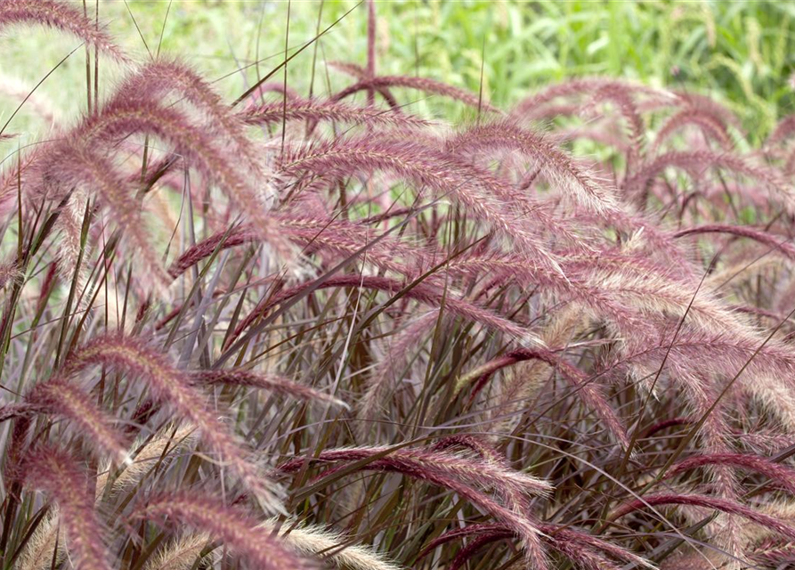 Pennisetum Rubrum T12 - MAUCH QUALITäT