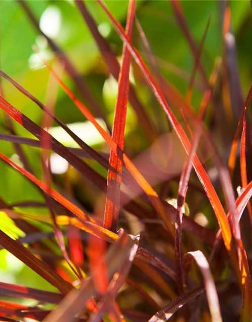 Pennisetum Rubrum T12 - MAUCH QUALITäT