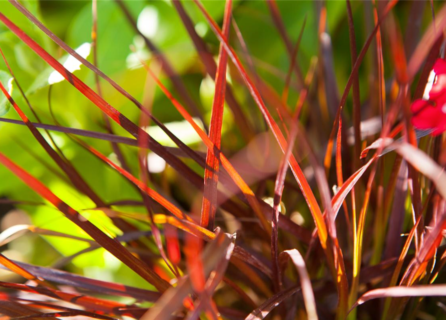 Pennisetum Rubrum T12 - MAUCH QUALITäT