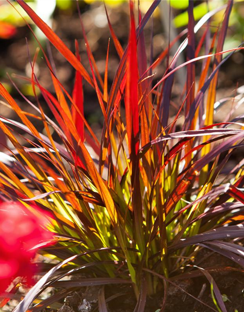 Pennisetum Rubrum T12 - MAUCH QUALITäT