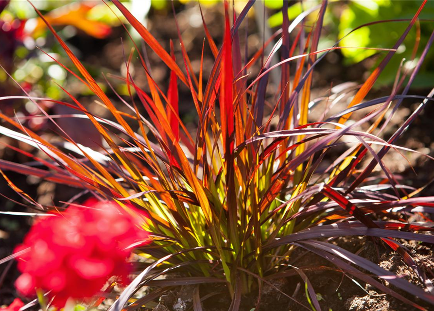 Pennisetum Rubrum T12 - MAUCH QUALITäT