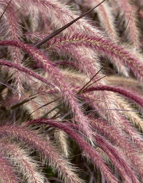 Pennisetum Rubrum T12 - MAUCH QUALITäT