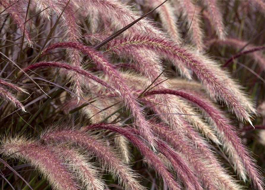 Pennisetum Rubrum T12 - MAUCH QUALITäT