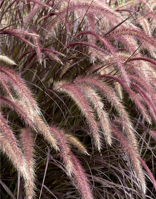 Pennisetum Rubrum T12 - MAUCH QUALITäT