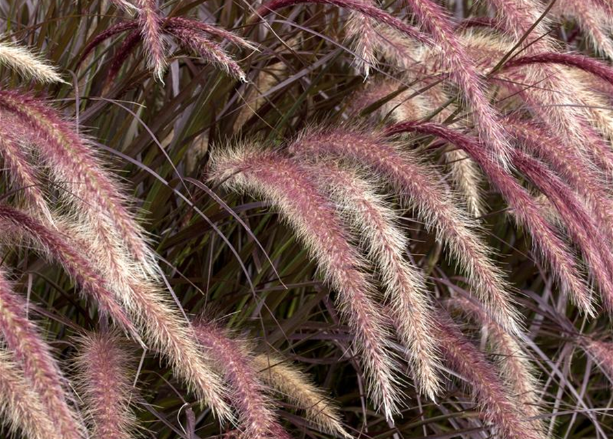 Pennisetum Rubrum T12 - MAUCH QUALITäT