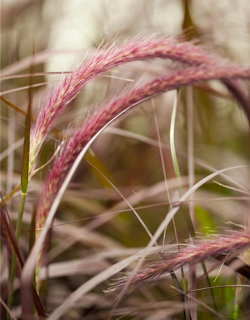 Pennisetum Rubrum T12 - MAUCH QUALITäT