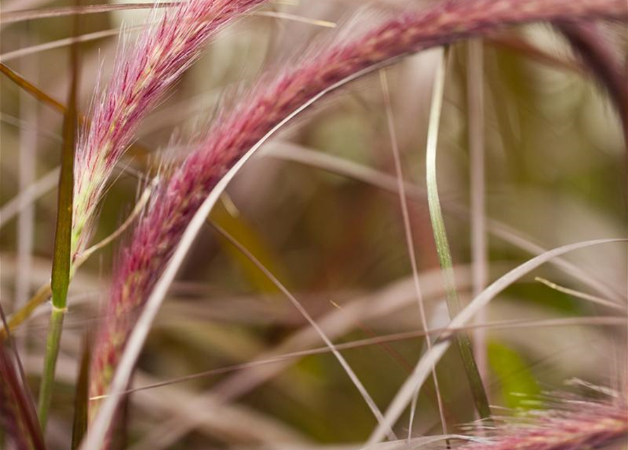 Pennisetum Rubrum T12 - MAUCH QUALITäT