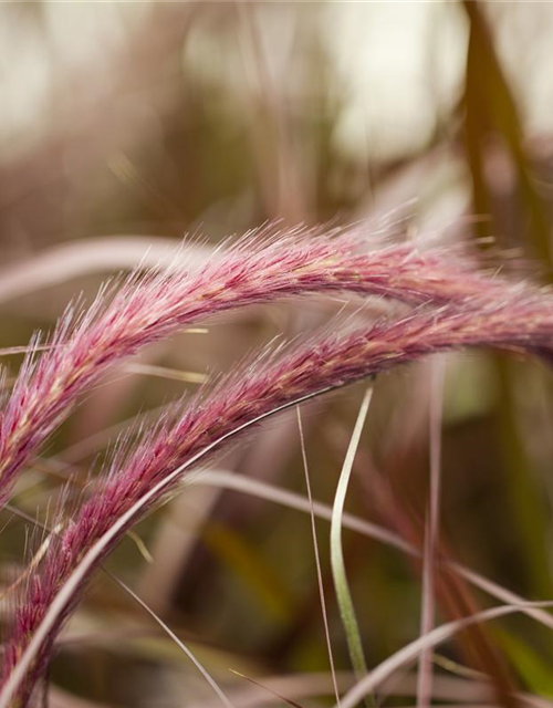 Pennisetum Rubrum T12 - MAUCH QUALITäT