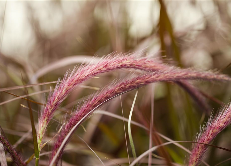 Pennisetum Rubrum T12 - MAUCH QUALITäT