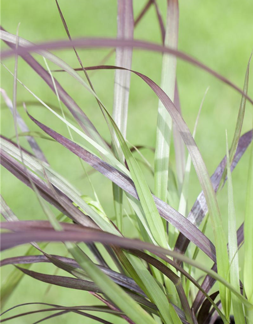 Pennisetum Rubrum T12 - MAUCH QUALITäT