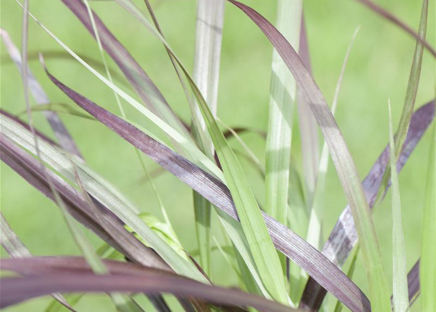 Pennisetum Rubrum T12 - MAUCH QUALITäT