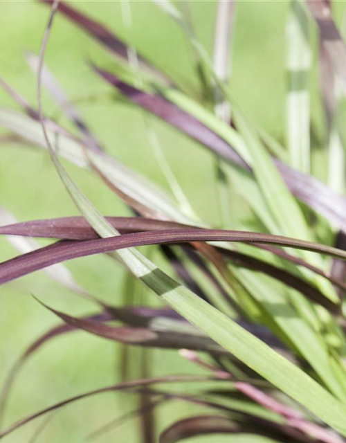 Pennisetum Rubrum T12 - MAUCH QUALITäT