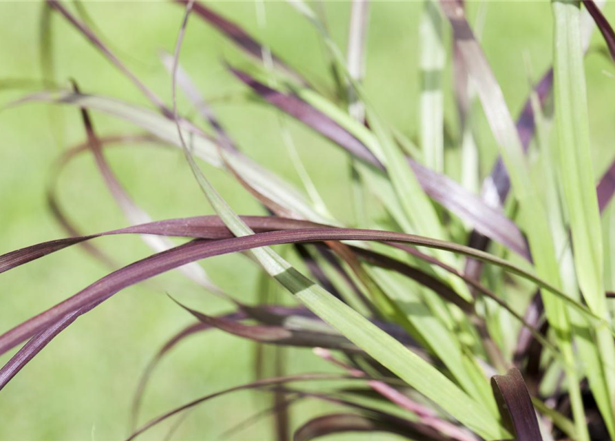 Pennisetum Rubrum T12 - MAUCH QUALITäT