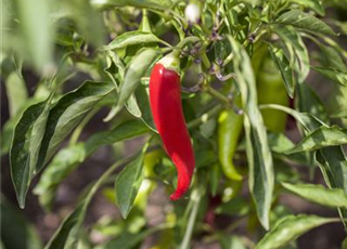 Capsicum Lipari F1 T12 - MAUCH QUALITäT